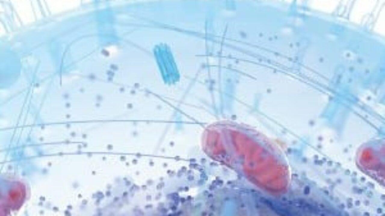 koerperzelle-mit-mitochondrien-3d